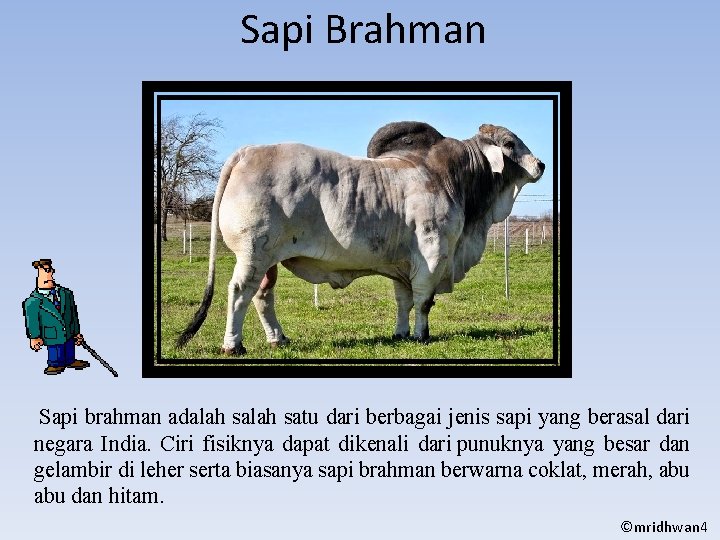 Sapi Brahman Sapi brahman adalah satu dari berbagai jenis sapi yang berasal dari negara