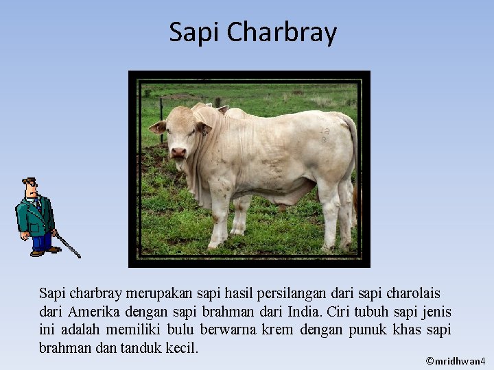 Sapi Charbray Sapi charbray merupakan sapi hasil persilangan dari sapi charolais dari Amerika dengan