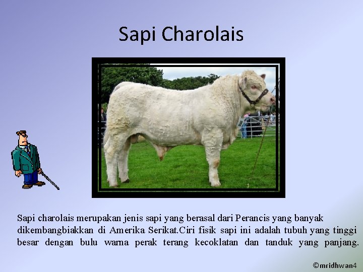 Sapi Charolais Sapi charolais merupakan jenis sapi yang berasal dari Perancis yang banyak dikembangbiakkan