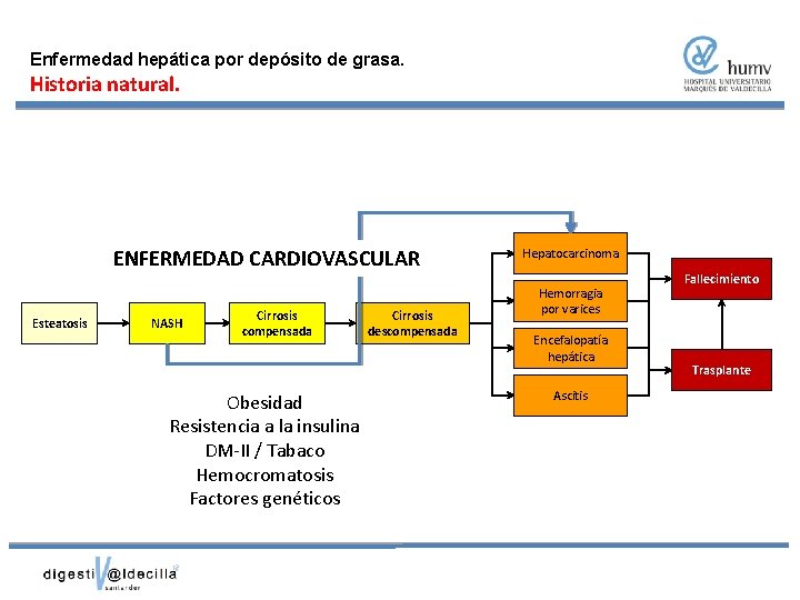 Enfermedad hepática por depósito de grasa. Historia natural. ENFERMEDAD CARDIOVASCULAR Esteatosis NASH Cirrosis compensada