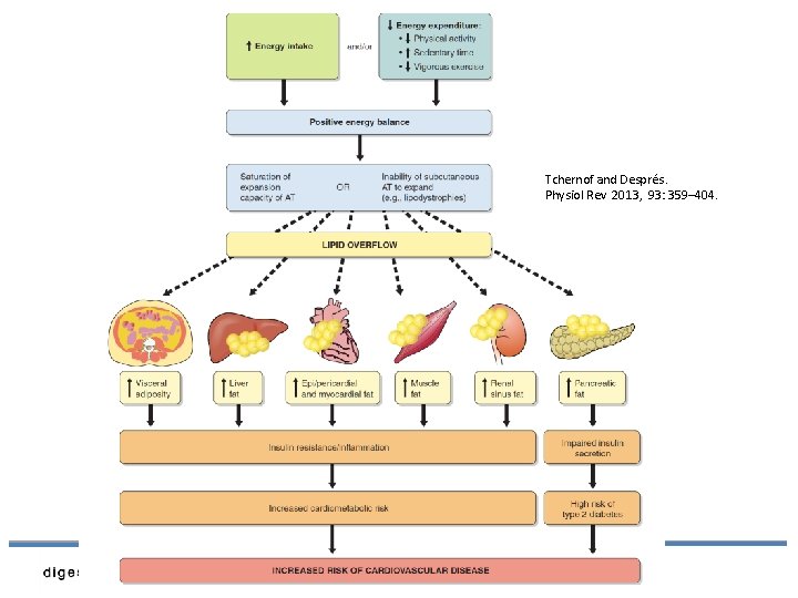Tchernof and Després. Physiol Rev 2013, 93: 359– 404. 