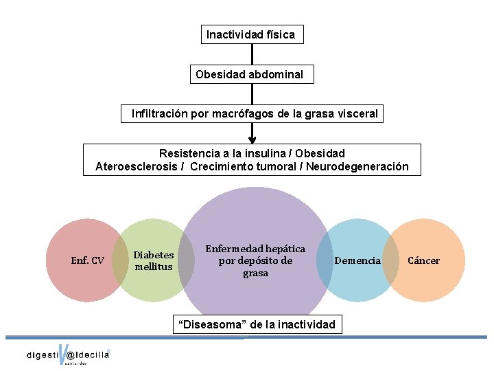 Inactividad física Obesidad abdominal Infiltración por macrófagos de la grasa visceral Resistencia a la