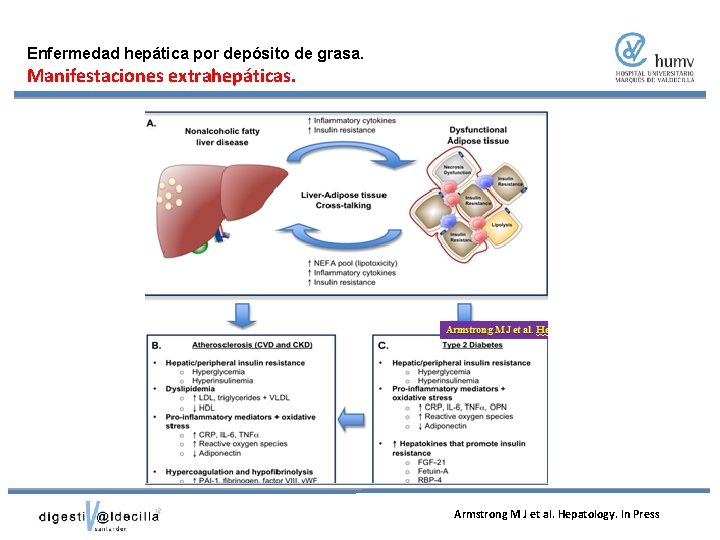 Enfermedad hepática por depósito de grasa. Manifestaciones extrahepáticas. Armstrong M J et al. Hepatology.