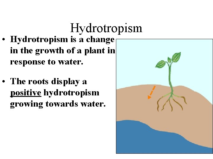 Hydrotropism • Hydrotropism is a change in the growth of a plant in response