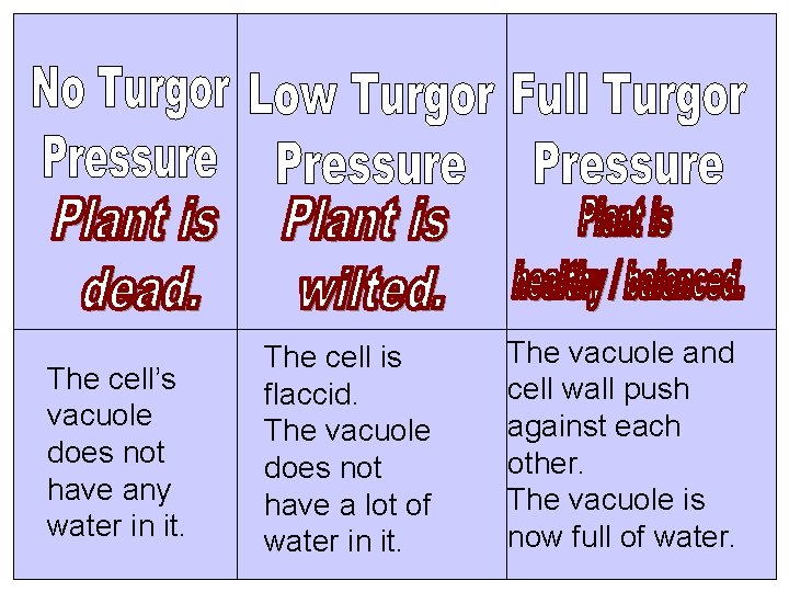 The cell’s vacuole does not have any water in it. The cell is flaccid.
