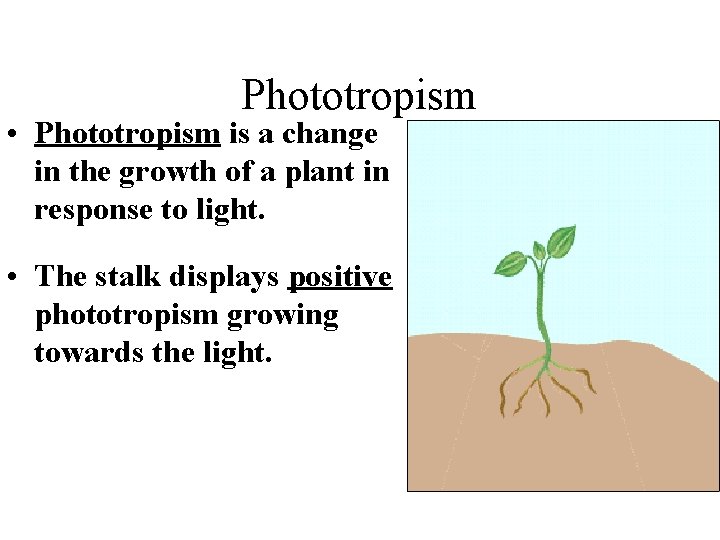 Phototropism • Phototropism is a change in the growth of a plant in response