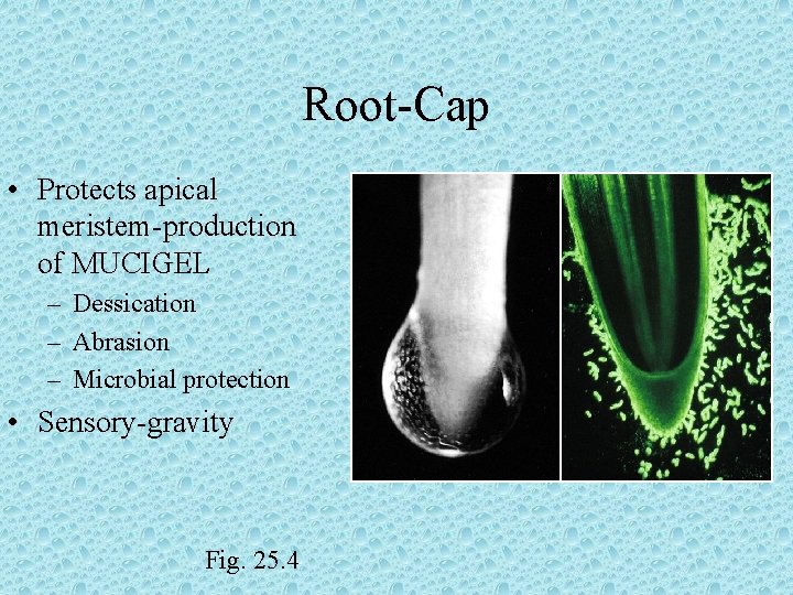 Root-Cap • Protects apical meristem-production of MUCIGEL – Dessication – Abrasion – Microbial protection