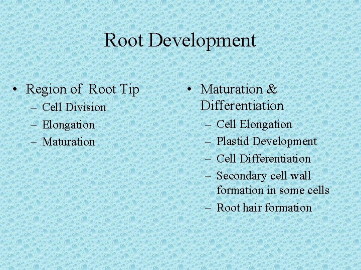 Root Development • Region of Root Tip – Cell Division – Elongation – Maturation