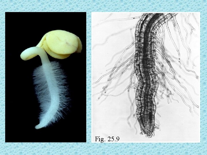 Fig. 25. 9 