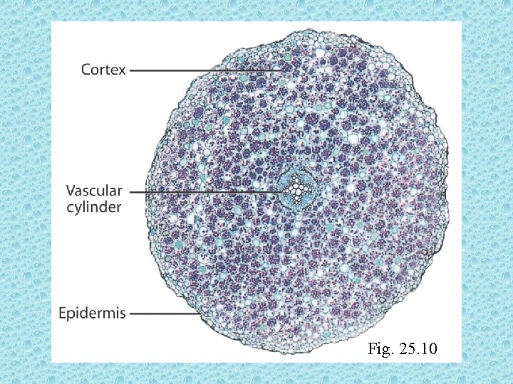 Fig. 25. 10 