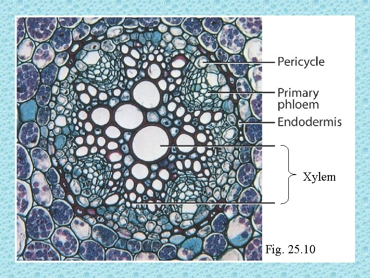 Xylem Fig. 25. 10 