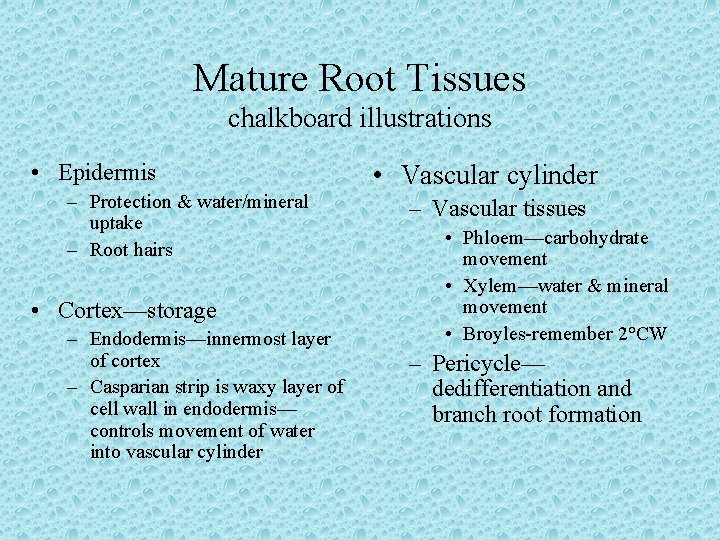 Mature Root Tissues chalkboard illustrations • Epidermis – Protection & water/mineral uptake – Root