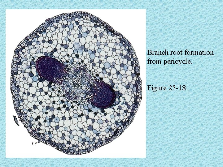 Branch root formation from pericycle. Figure 25 -18 