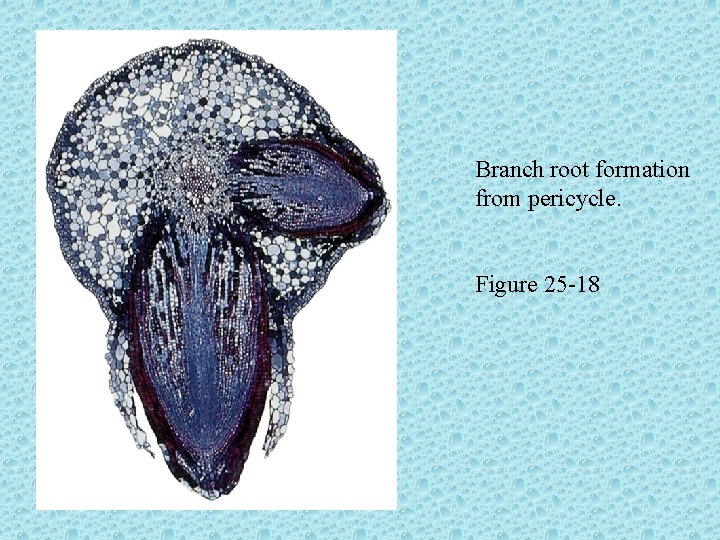 Branch root formation from pericycle. Figure 25 -18 