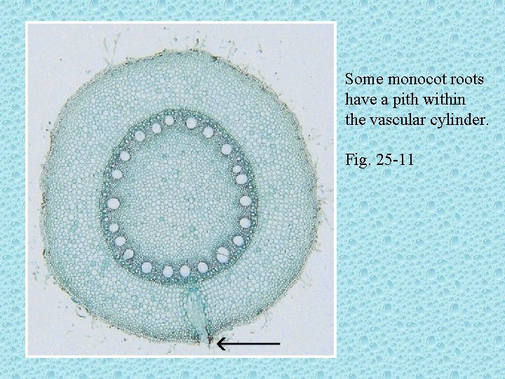 Some monocot roots have a pith within the vascular cylinder. Fig. 25 -11 