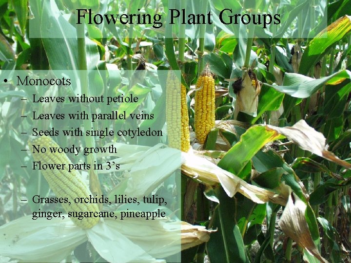 Flowering Plant Groups • Monocots – – – Leaves without petiole Leaves with parallel