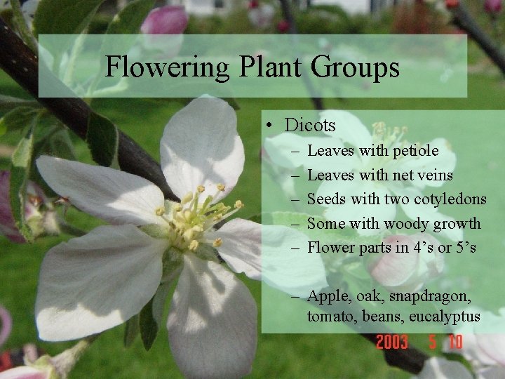 Flowering Plant Groups • Dicots – – – Leaves with petiole Leaves with net
