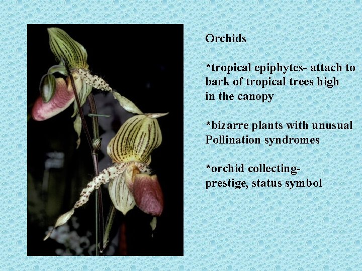 Orchids *tropical epiphytes- attach to bark of tropical trees high in the canopy *bizarre