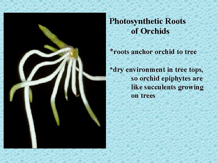 Photosynthetic Roots of Orchids *roots anchor orchid to tree *dry environment in tree tops,