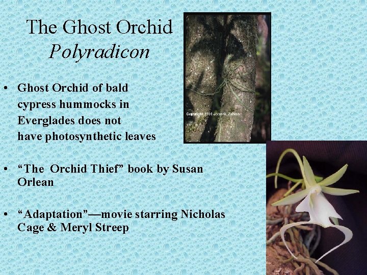 The Ghost Orchid Polyradicon • Ghost Orchid of bald cypress hummocks in Everglades does