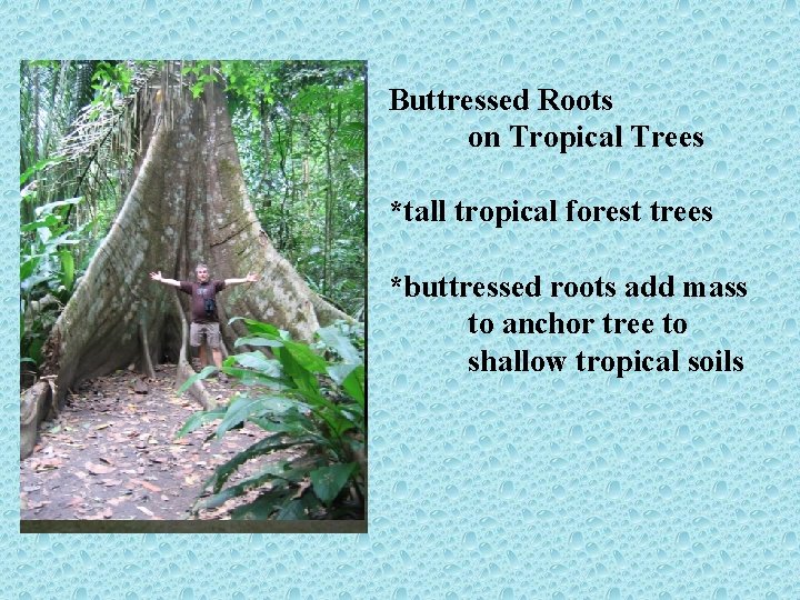 Buttressed Roots on Tropical Trees *tall tropical forest trees *buttressed roots add mass to