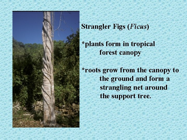 Strangler Figs (Ficus) *plants form in tropical forest canopy *roots grow from the canopy