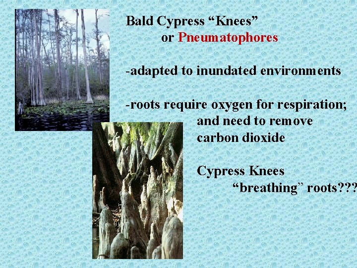 Bald Cypress “Knees” or Pneumatophores -adapted to inundated environments -roots require oxygen for respiration;