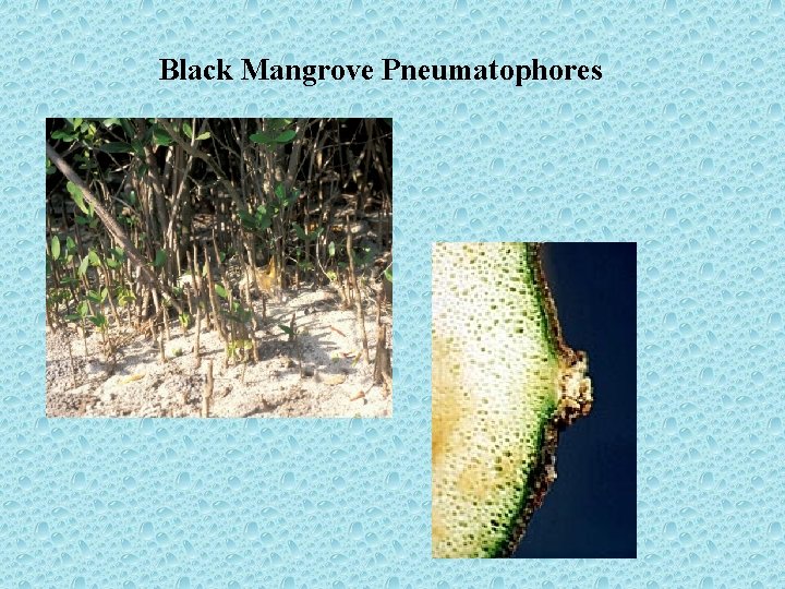 Black Mangrove Pneumatophores 