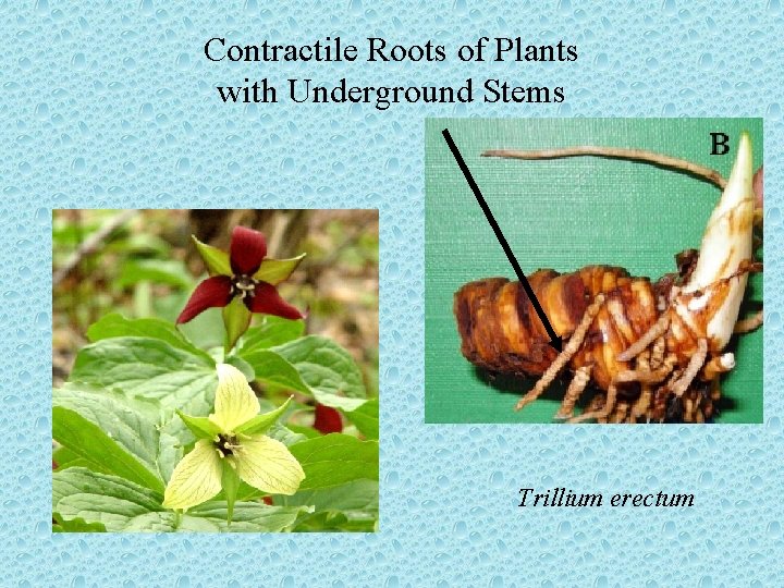 Contractile Roots of Plants with Underground Stems Trillium erectum 