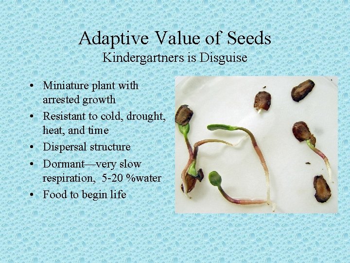 Adaptive Value of Seeds Kindergartners is Disguise • Miniature plant with arrested growth •