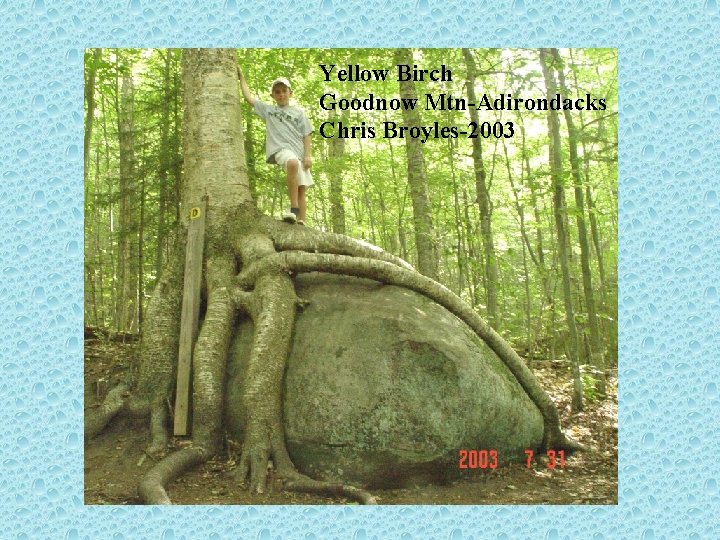 Yellow Birch Goodnow Mtn-Adirondacks Chris Broyles-2003 