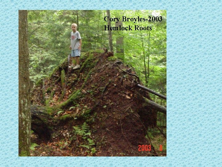 Cory Broyles-2003 Hemlock Roots 