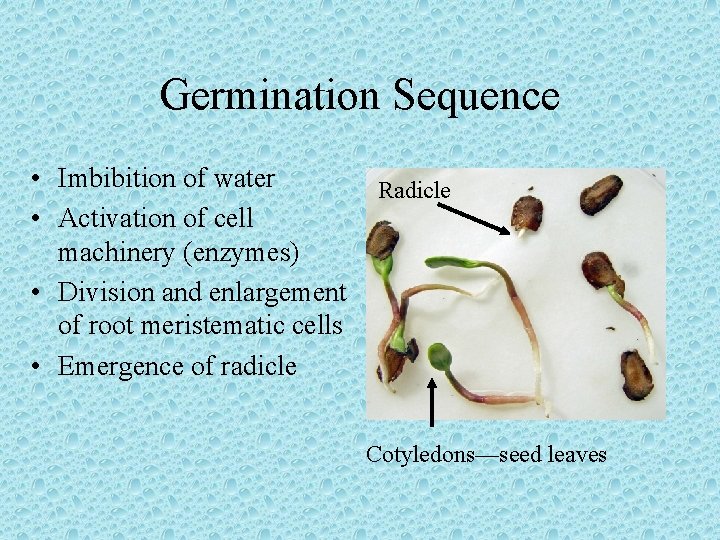 Germination Sequence • Imbibition of water • Activation of cell machinery (enzymes) • Division