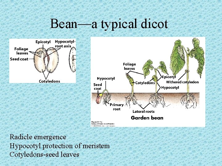Bean—a typical dicot Radicle emergence Hypocotyl protection of meristem Cotyledons-seed leaves 