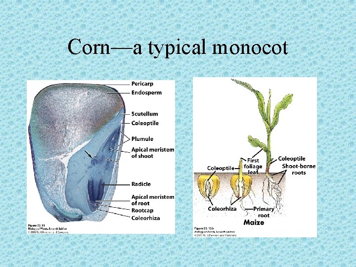 Corn—a typical monocot 