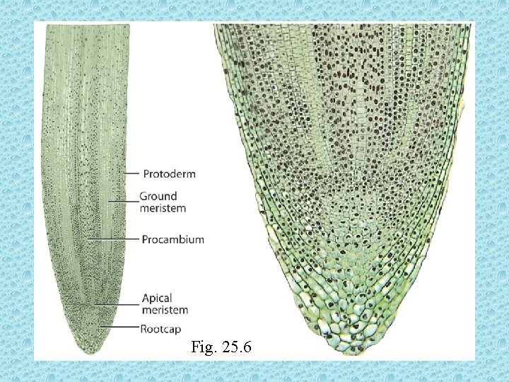 Fig. 25. 6 