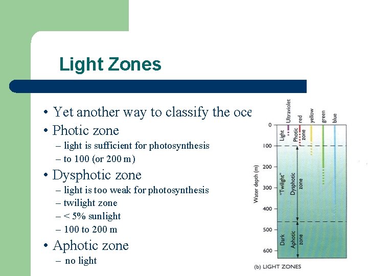 Light Zones • Yet another way to classify the ocean • Photic zone –