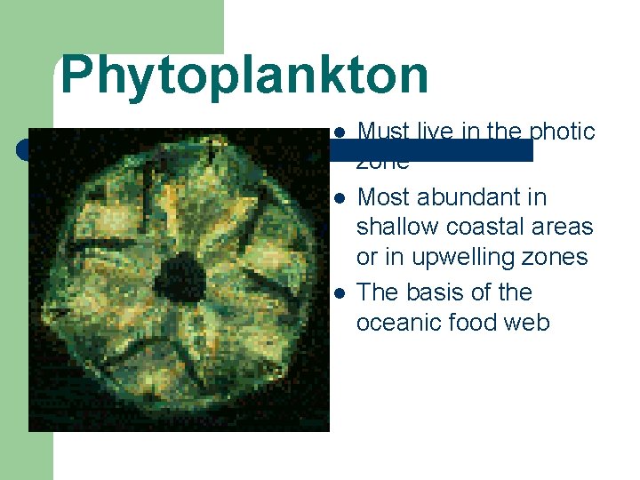 Phytoplankton l l l Must live in the photic zone Most abundant in shallow