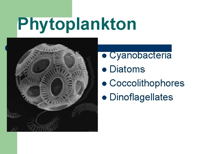 Phytoplankton l Cyanobacteria l Diatoms l Coccolithophores l Dinoflagellates 