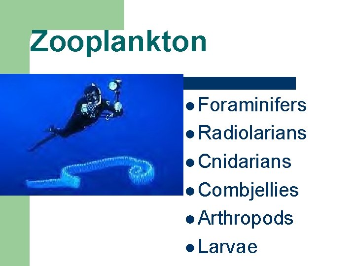 Zooplankton l Foraminifers l Radiolarians l Cnidarians l Combjellies l Arthropods l Larvae 