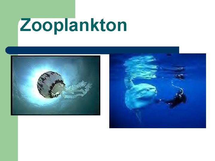 Zooplankton 