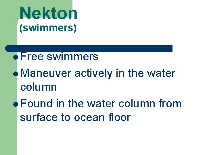 Nekton (swimmers) l Free swimmers l Maneuver actively in the water column l Found