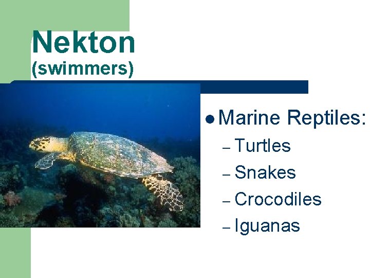Nekton (swimmers) l Marine Reptiles: – Turtles – Snakes – Crocodiles – Iguanas 