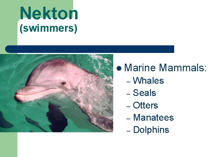 Nekton (swimmers) l Marine Mammals: Whales – Seals – Otters – Manatees – Dolphins