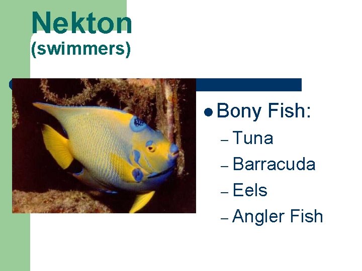 Nekton (swimmers) l Bony Fish: – Tuna – Barracuda – Eels – Angler Fish