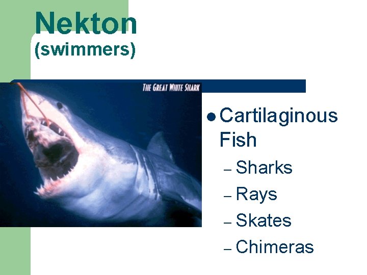 Nekton (swimmers) l Cartilaginous Fish – Sharks – Rays – Skates – Chimeras 