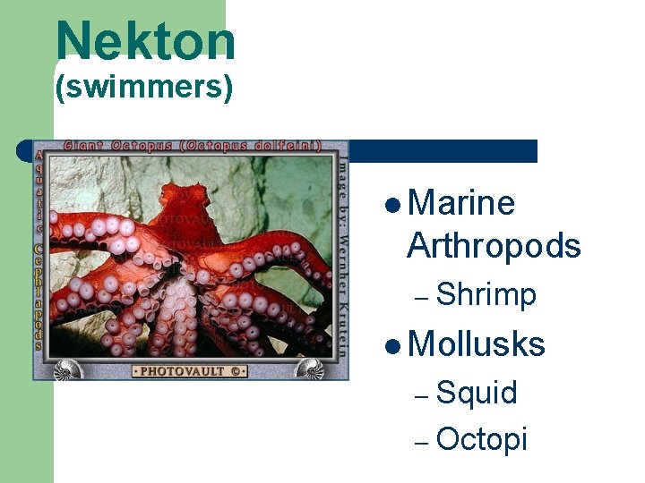 Nekton (swimmers) l Marine Arthropods – Shrimp l Mollusks – Squid – Octopi 