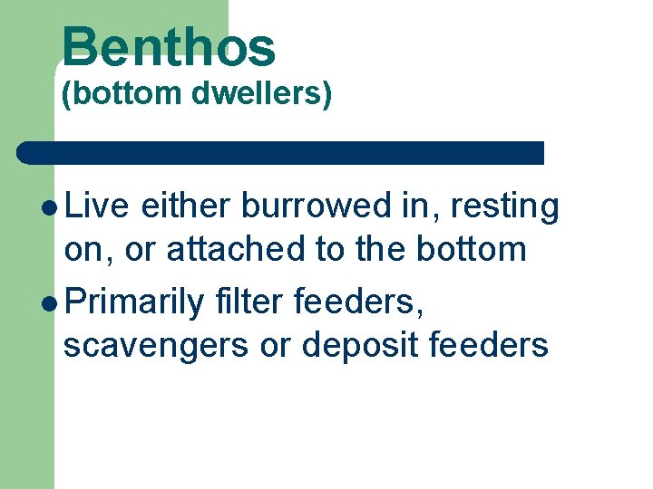 Benthos (bottom dwellers) l Live either burrowed in, resting on, or attached to the