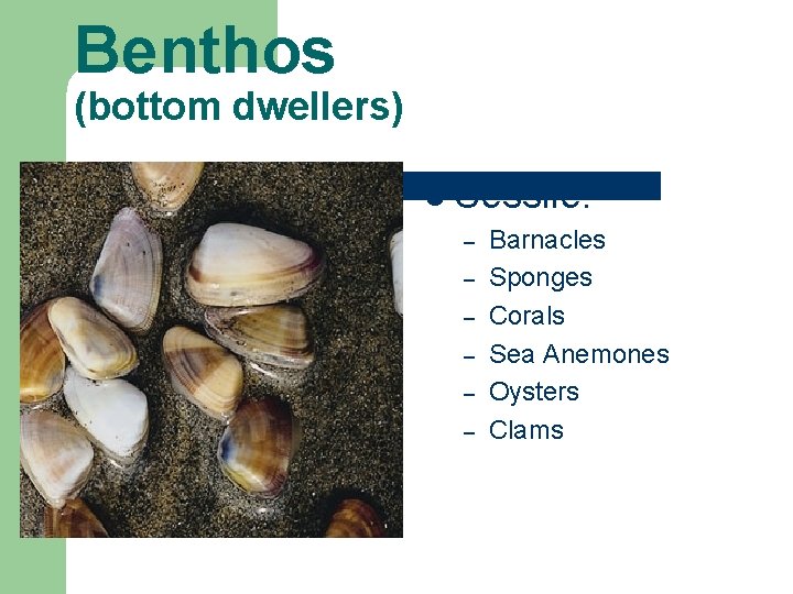 Benthos (bottom dwellers) l Sessile: – – – Barnacles Sponges Corals Sea Anemones Oysters