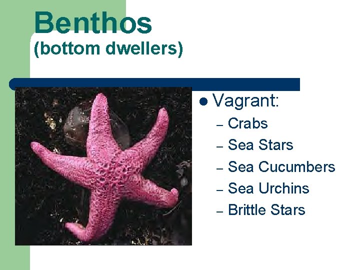 Benthos (bottom dwellers) l Vagrant: – – – Crabs Sea Stars Sea Cucumbers Sea